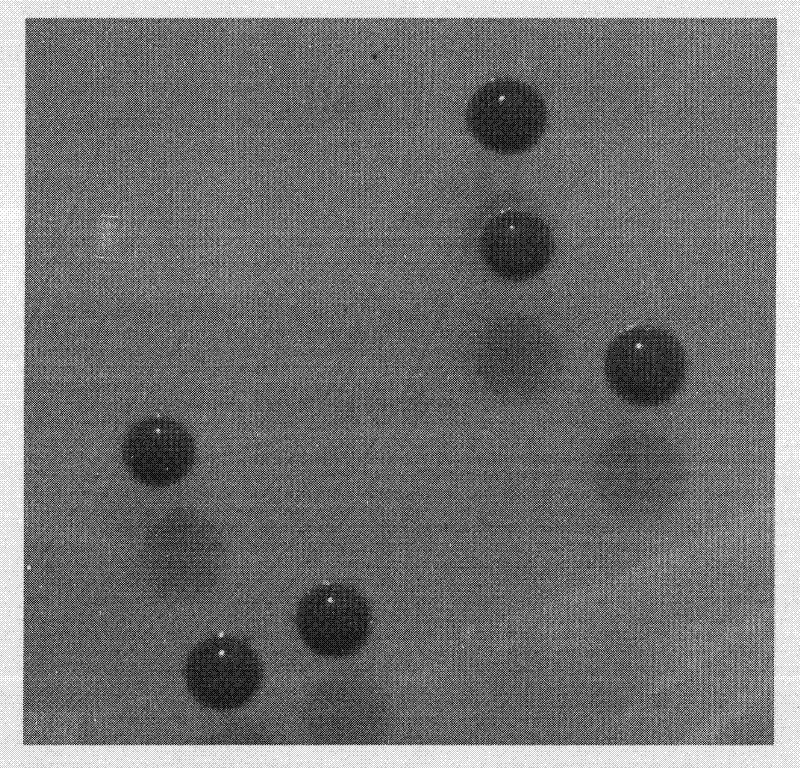 Heterotrophic nitrification aerobic denitrifying bacteria and culture method and application thereof