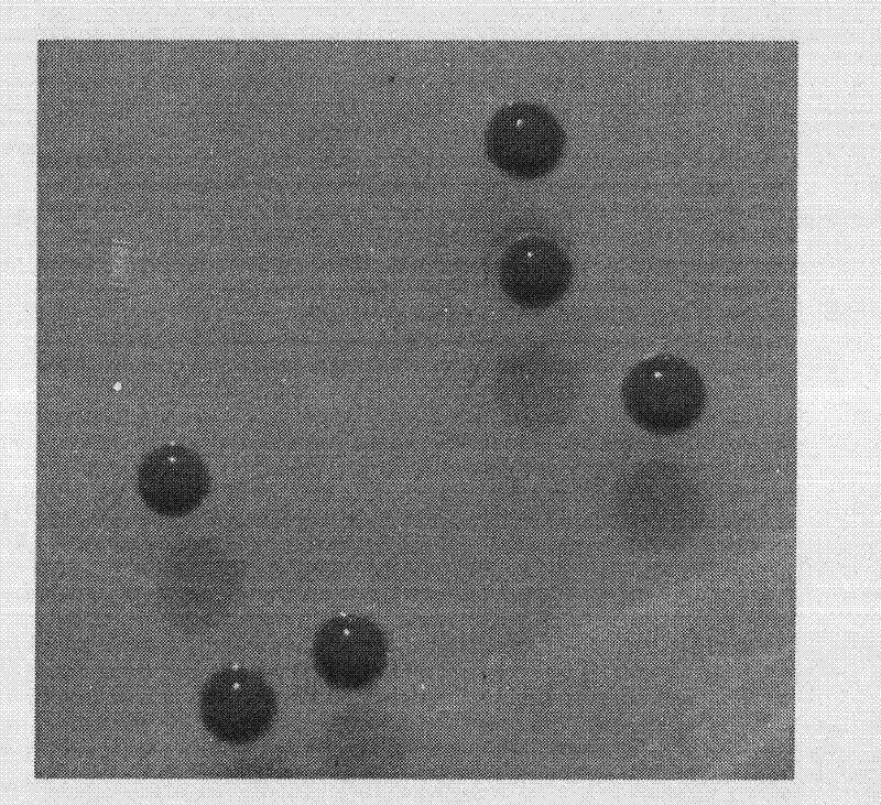 Heterotrophic nitrification aerobic denitrifying bacteria and culture method and application thereof