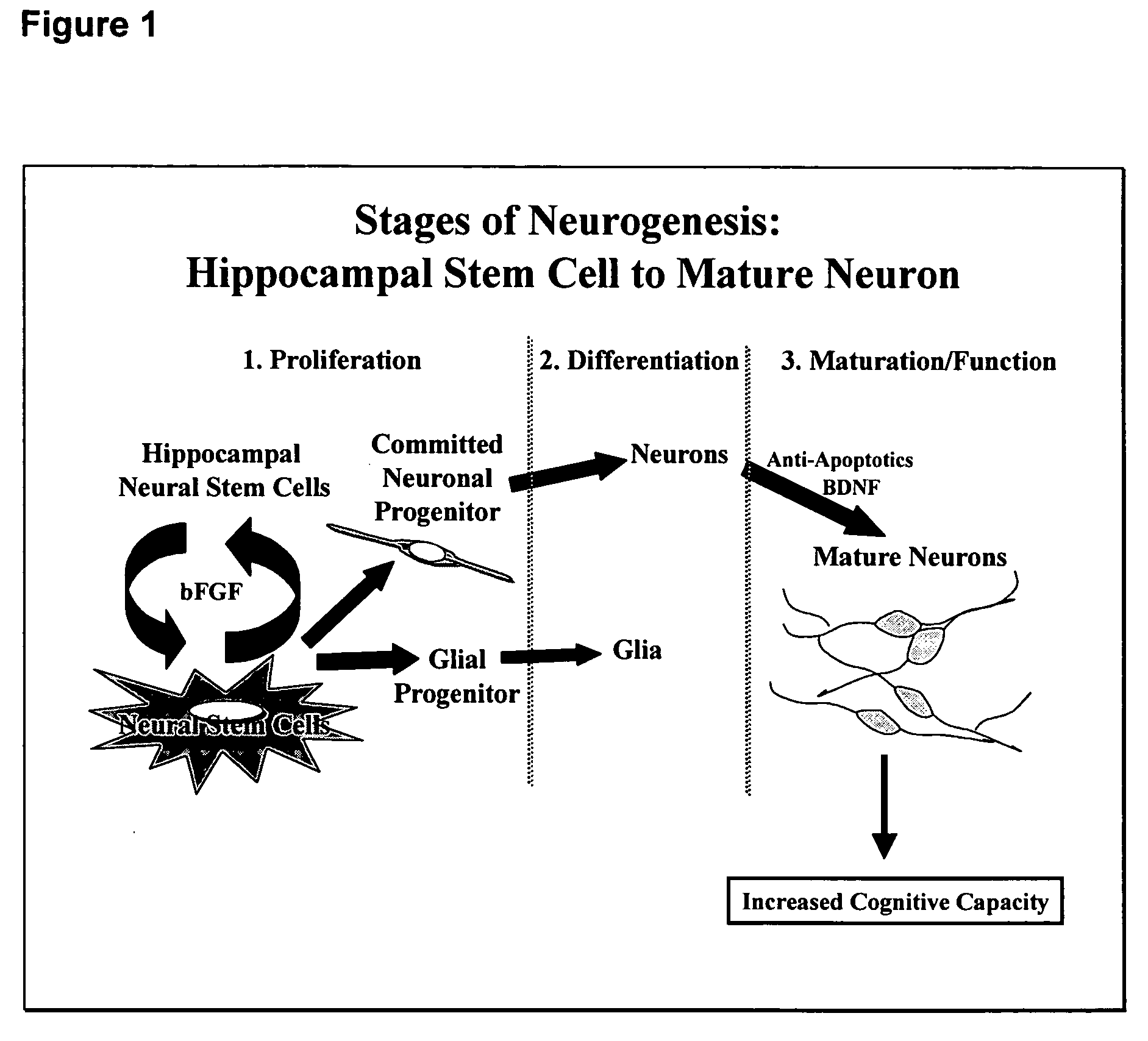 Method for discovering neurogenic agents