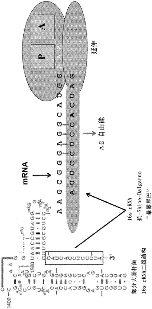 Modeling ribosome dynamics to optimize heterologous protein production