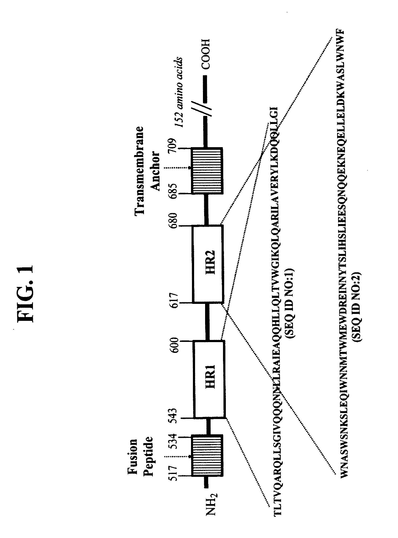 CONJUGATES COMPRISED OF POLYMER AND HIV gp-41-DERIVED PEPTIDES AND THEIR USE IN THERAPY