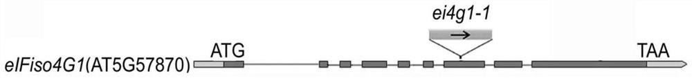 Method for improving plant tolerance to drought by down-regulating eifiso4g1 gene and eifiso4g2 gene