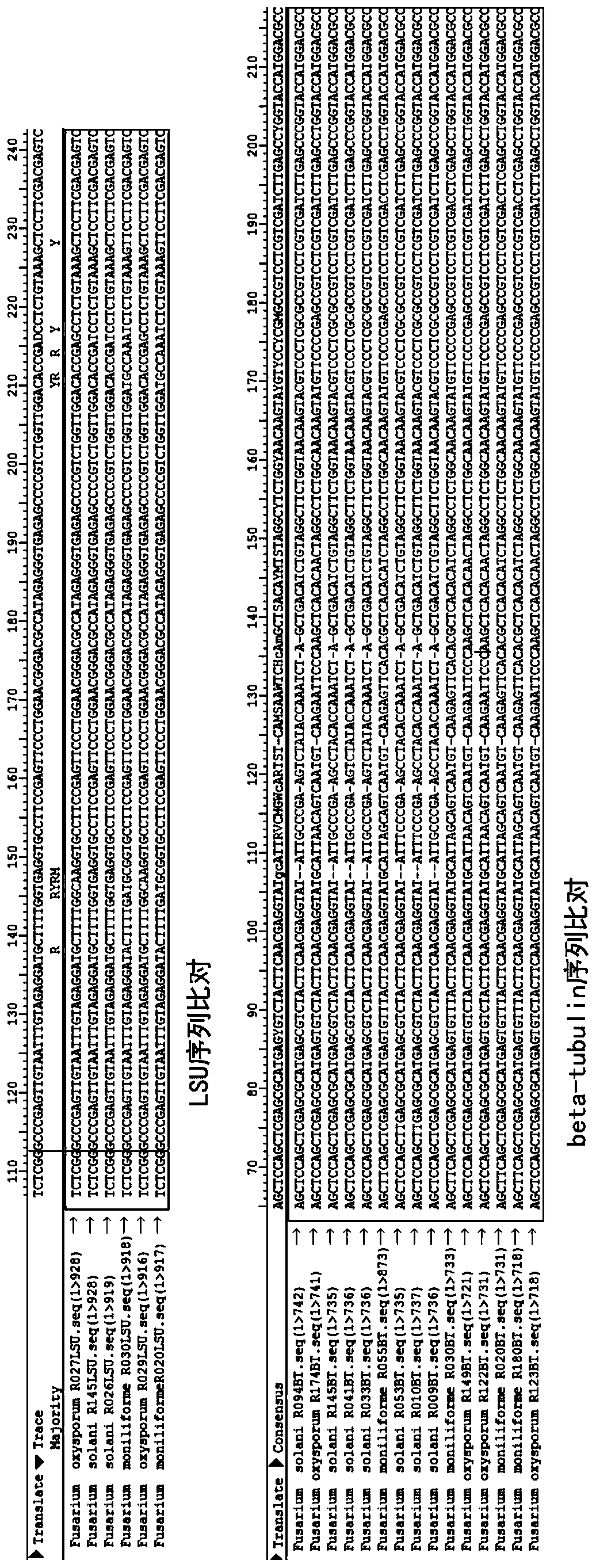 Fusarium pathogen RT-PCR detection primer and probe combination and kit