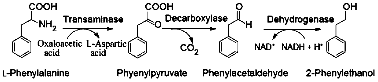 Preparation method and application of 2-phenylethanol by non-cell synthetic biology