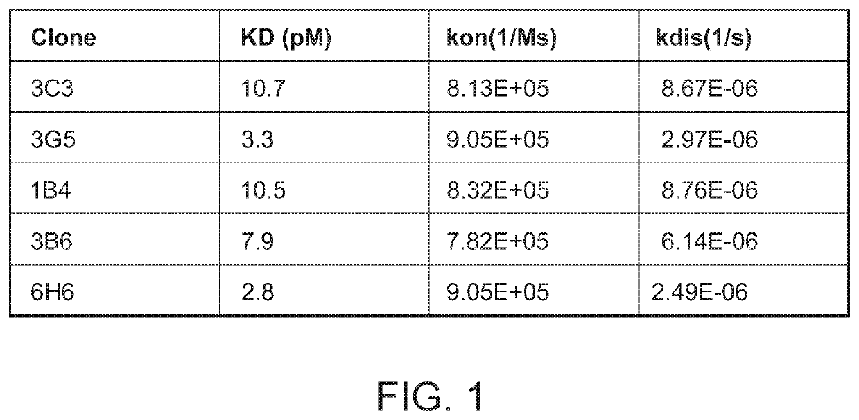 Agonistic antibodies that bind CD40