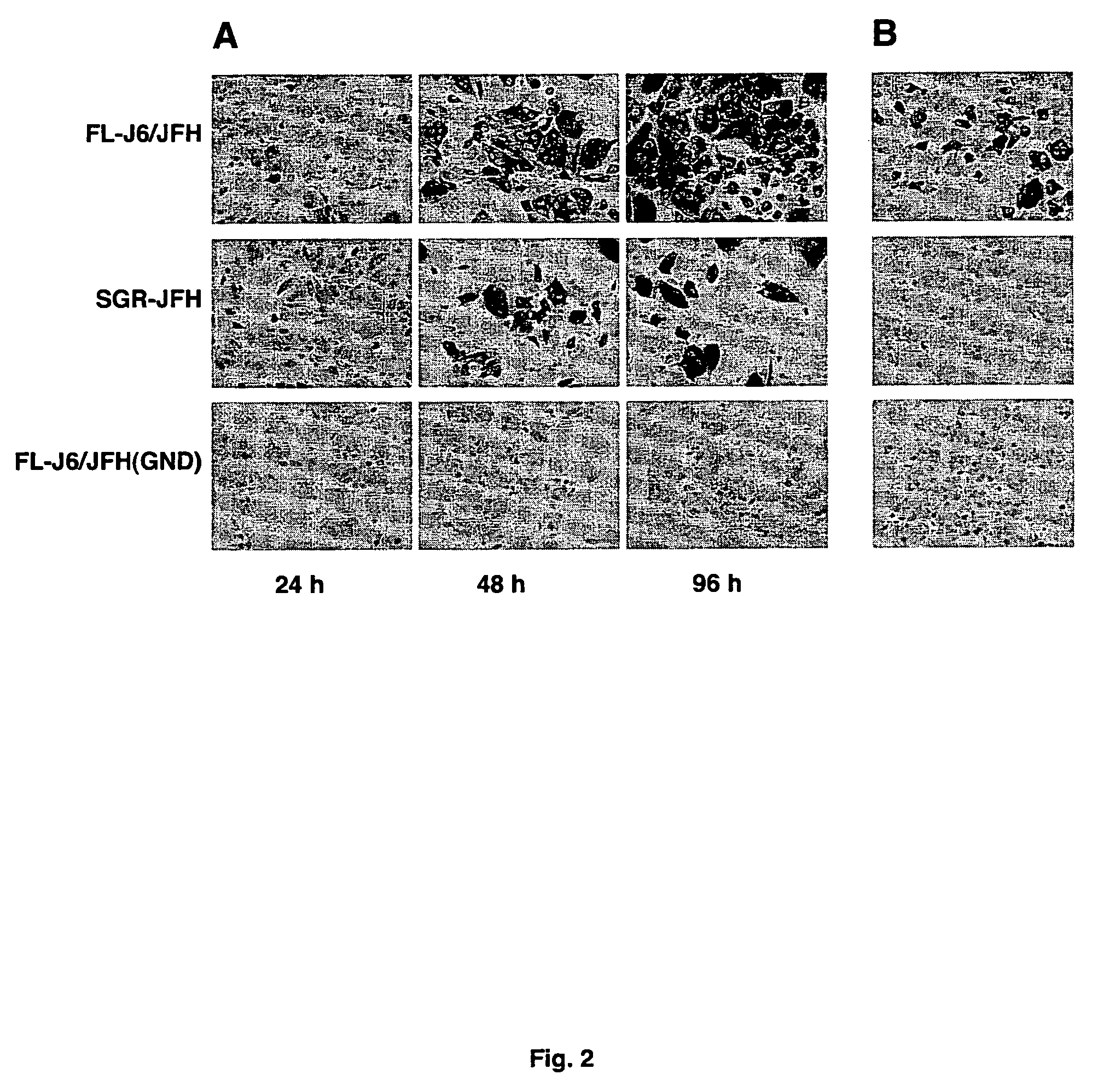 Infectious, chimeric hepatitis C virus, methods of producing the same and methods of use thereof