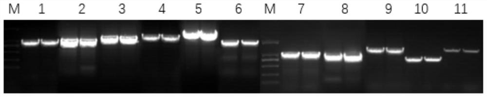 Preparation method of duck tembusu virus infectious cDNA and preparation method of recombinant virus rDTMV-QY21