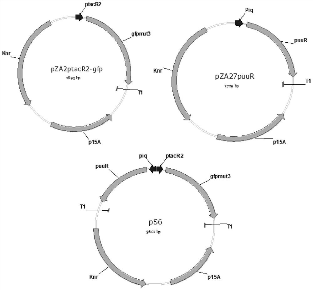 A class of tunable putrescine bioluminescence sensor and its application