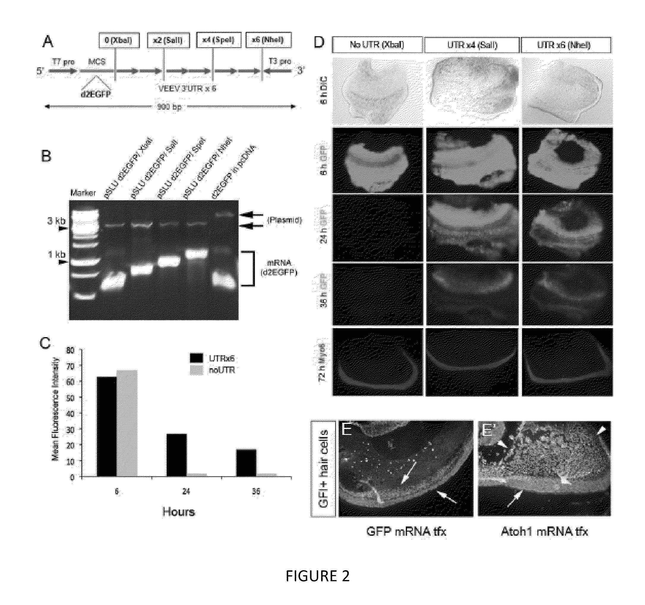Compositions and methods for transfection of RNA and controlled stabilization of transfected RNA