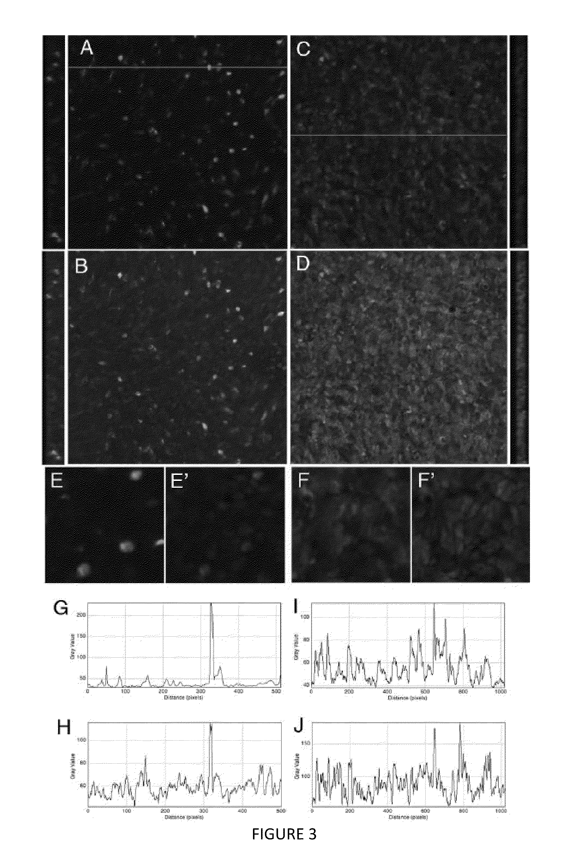 Compositions and methods for transfection of RNA and controlled stabilization of transfected RNA