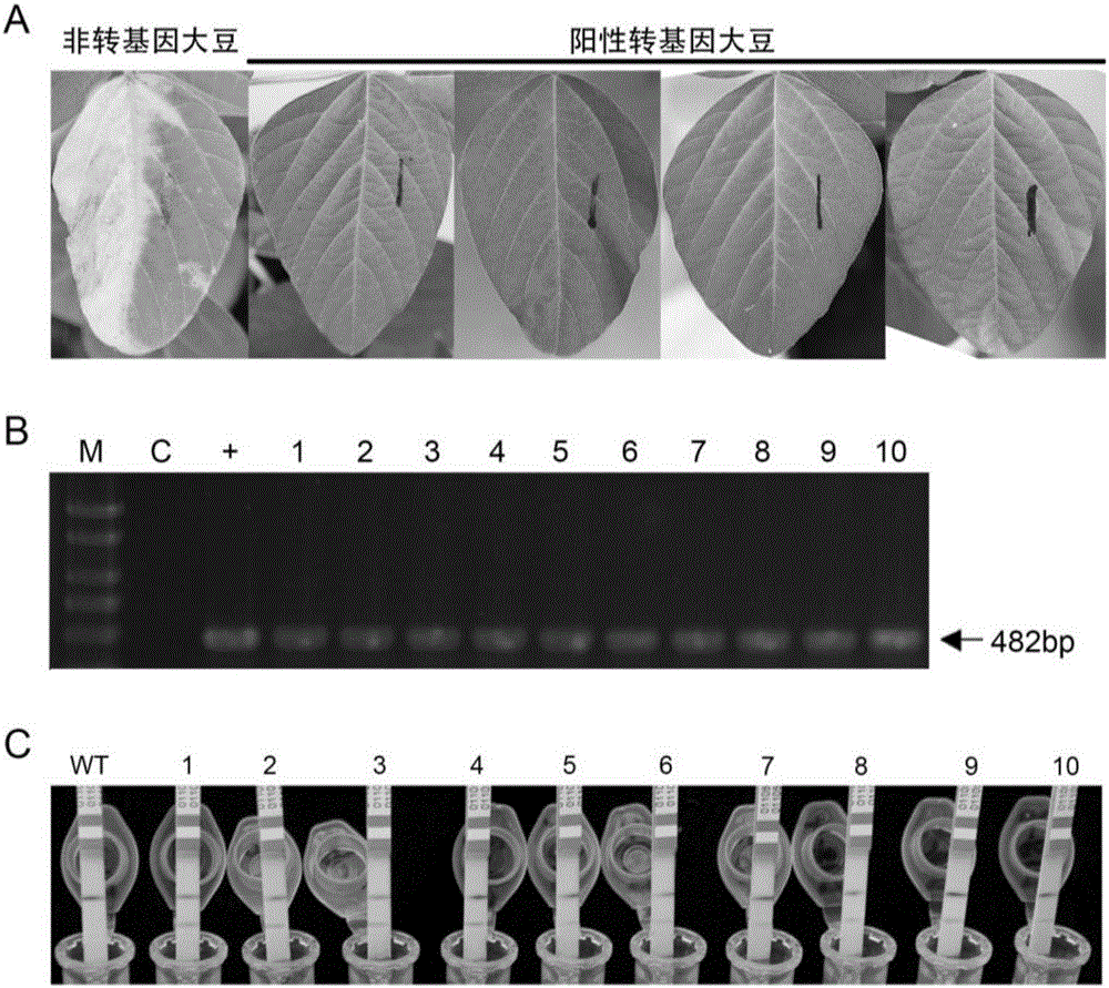 Soybean oleosin gene GmOLEO1 as well as encoded proteins and application thereof