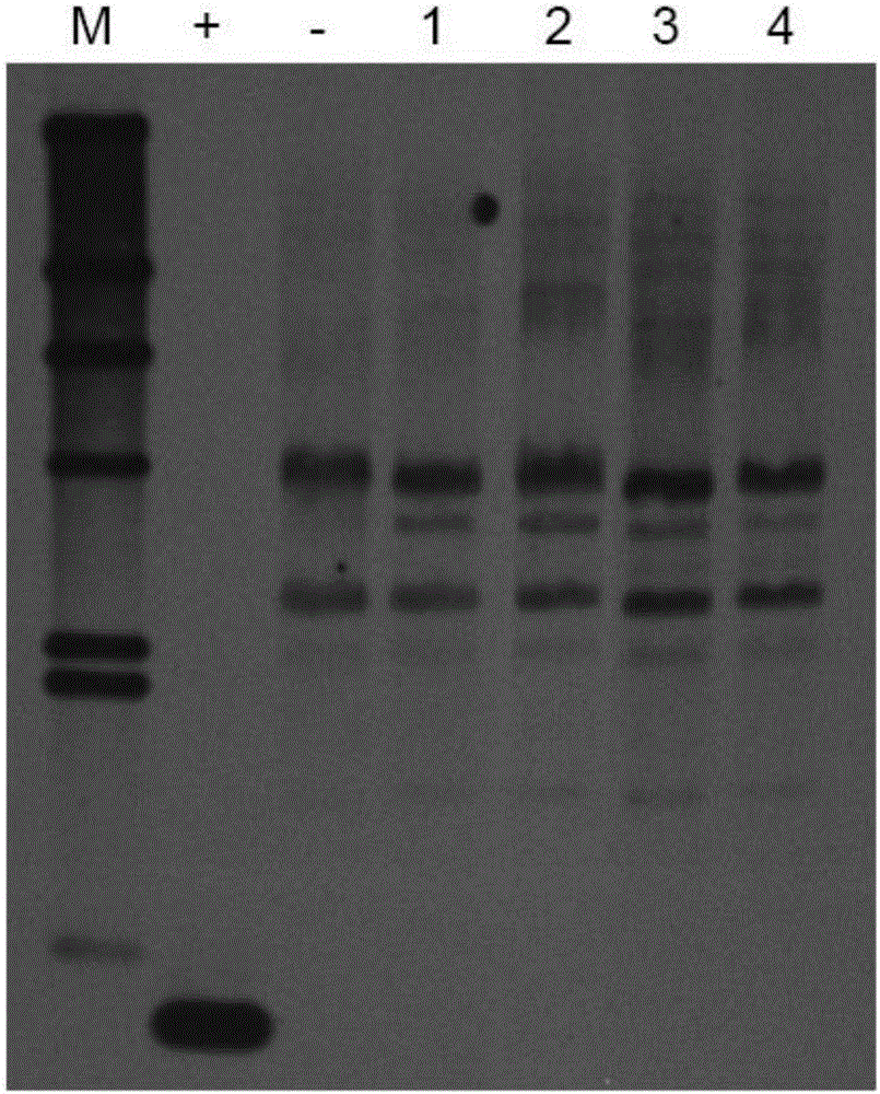 Soybean oleosin gene GmOLEO1 as well as encoded proteins and application thereof