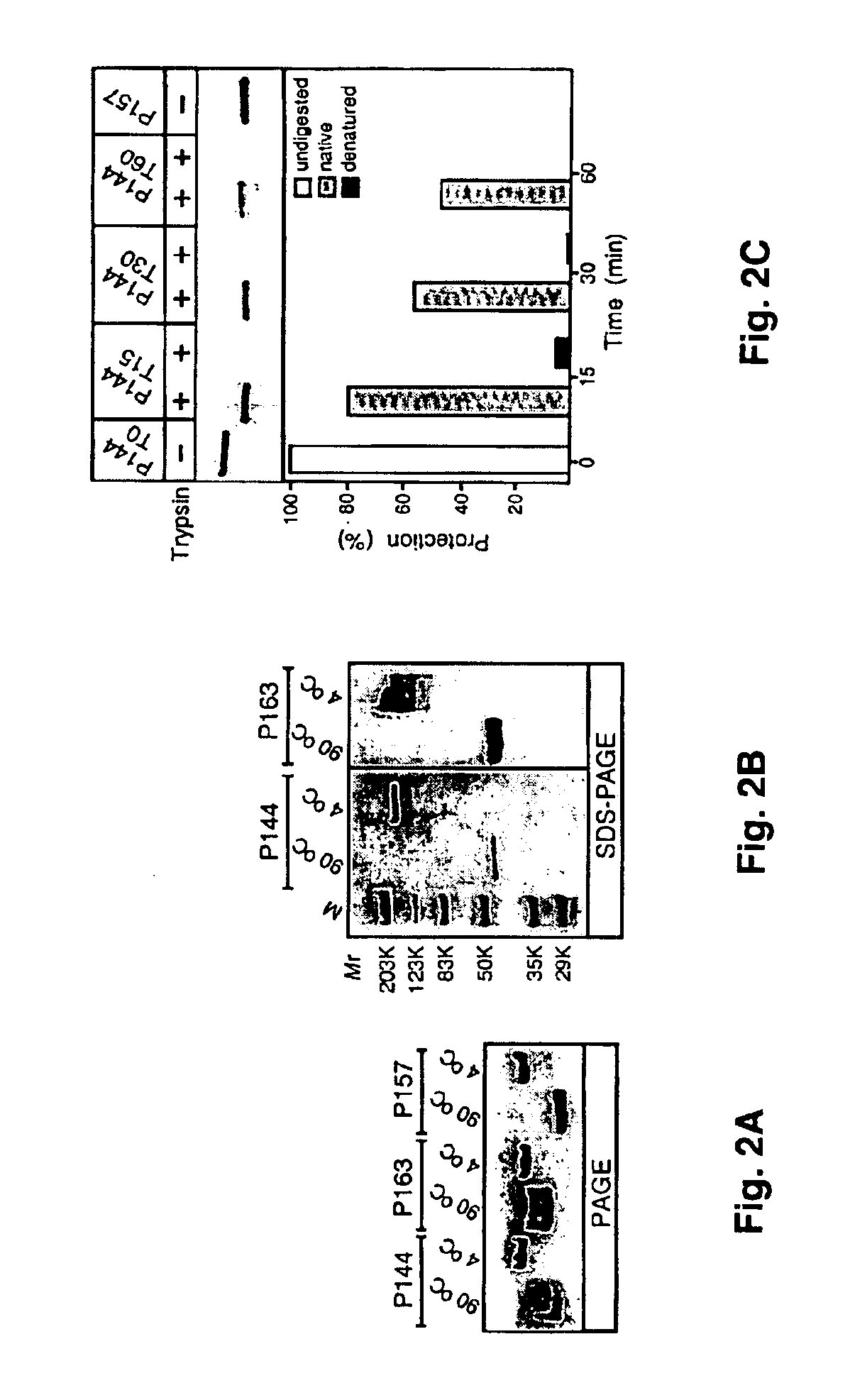 Prokaryotic collagen-like proteins and uses thereof