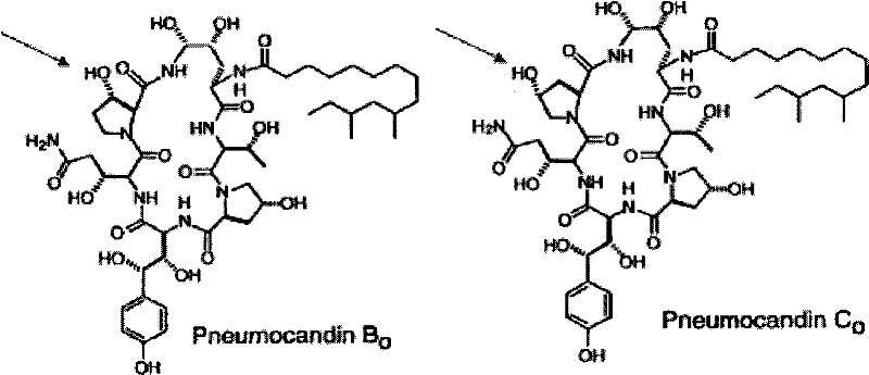 Separation and/or purification of pneumocandin b0 from c0