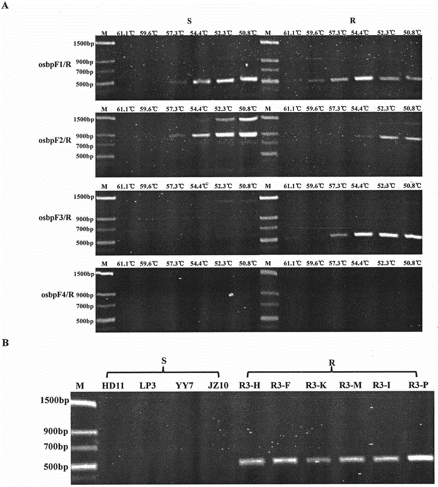 Method for quickly identifying point mutation of nucleotide of phytophthora capsici leonian PcORP1 gene and pesticide resistance of mutant phytophthora capsici leonian PcORP1 gene to oxathiapiprolin