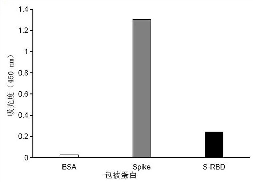 Monoclonal antibody capable of aiming at corona virus disease 2019 virus spike protein non-RBD (Receptor-Binding Domain), and application of monoclonal antibody