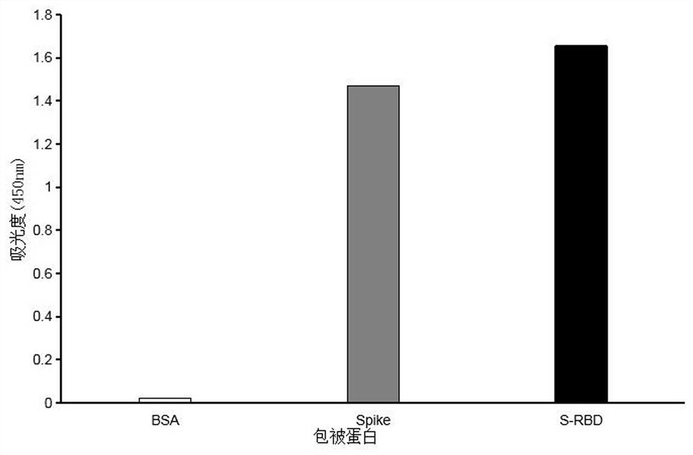 Monoclonal antibody capable of aiming at corona virus disease 2019 virus spike protein non-RBD (Receptor-Binding Domain), and application of monoclonal antibody