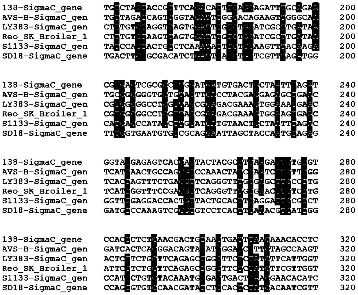 Novel chicken reovirus strain