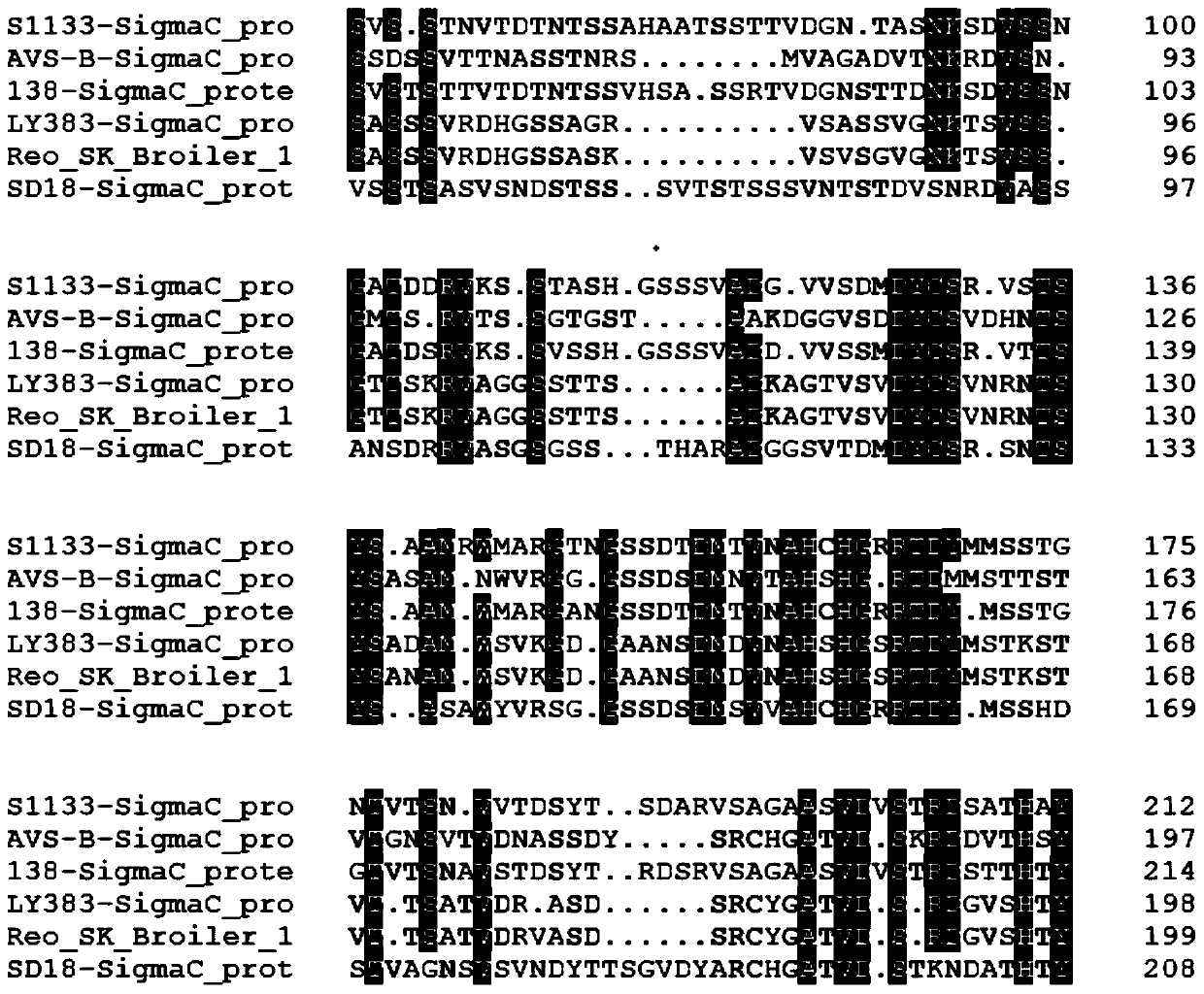 Novel chicken reovirus strain