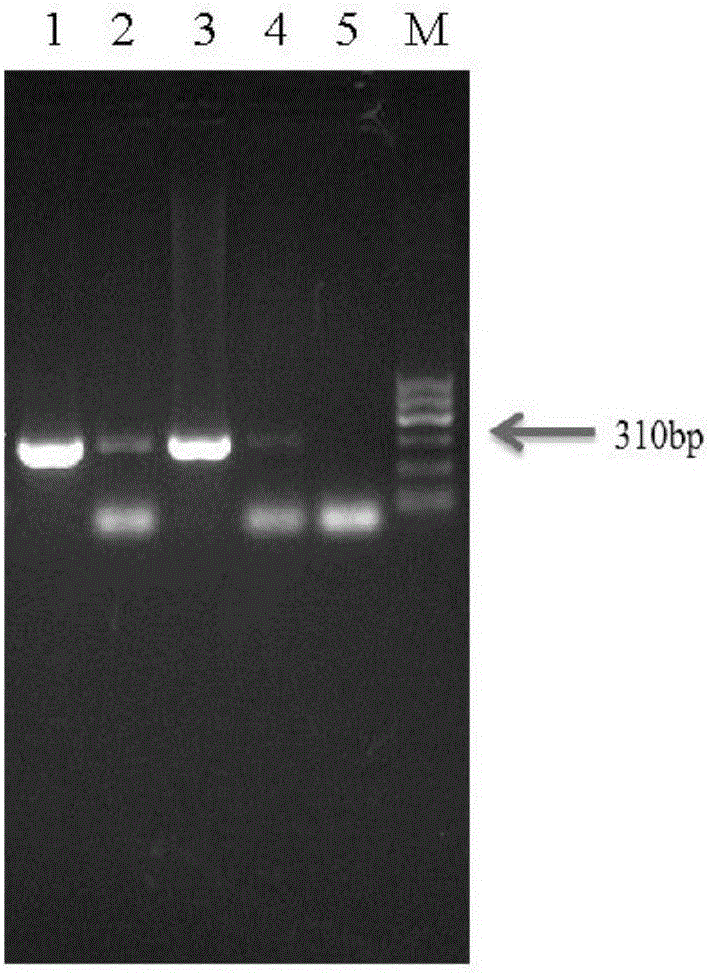 Method of extracting MRSA genome DNA