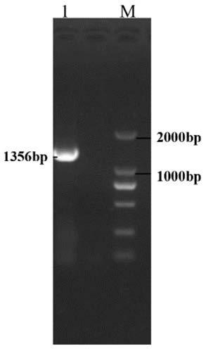 Triple inactivated vaccine and preparation method thereof