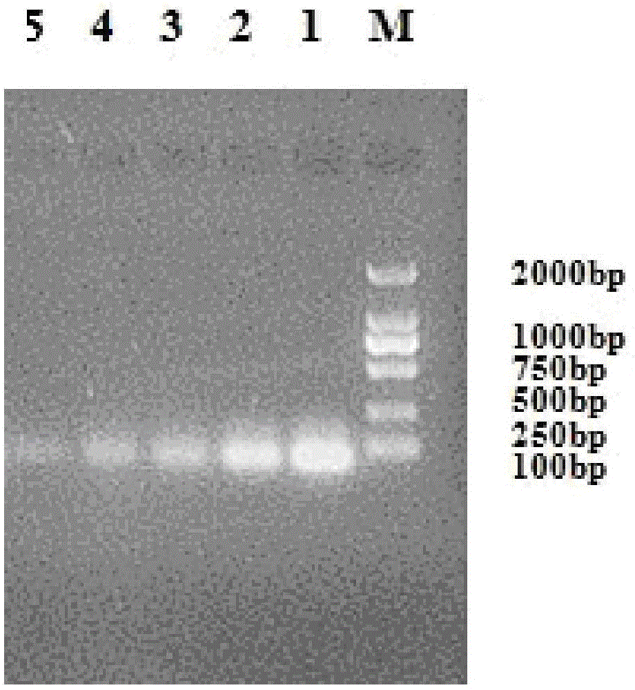 blys antagonistic peptide, plasmid containing ta-fc fusion protein gene and ta-fc fusion protein