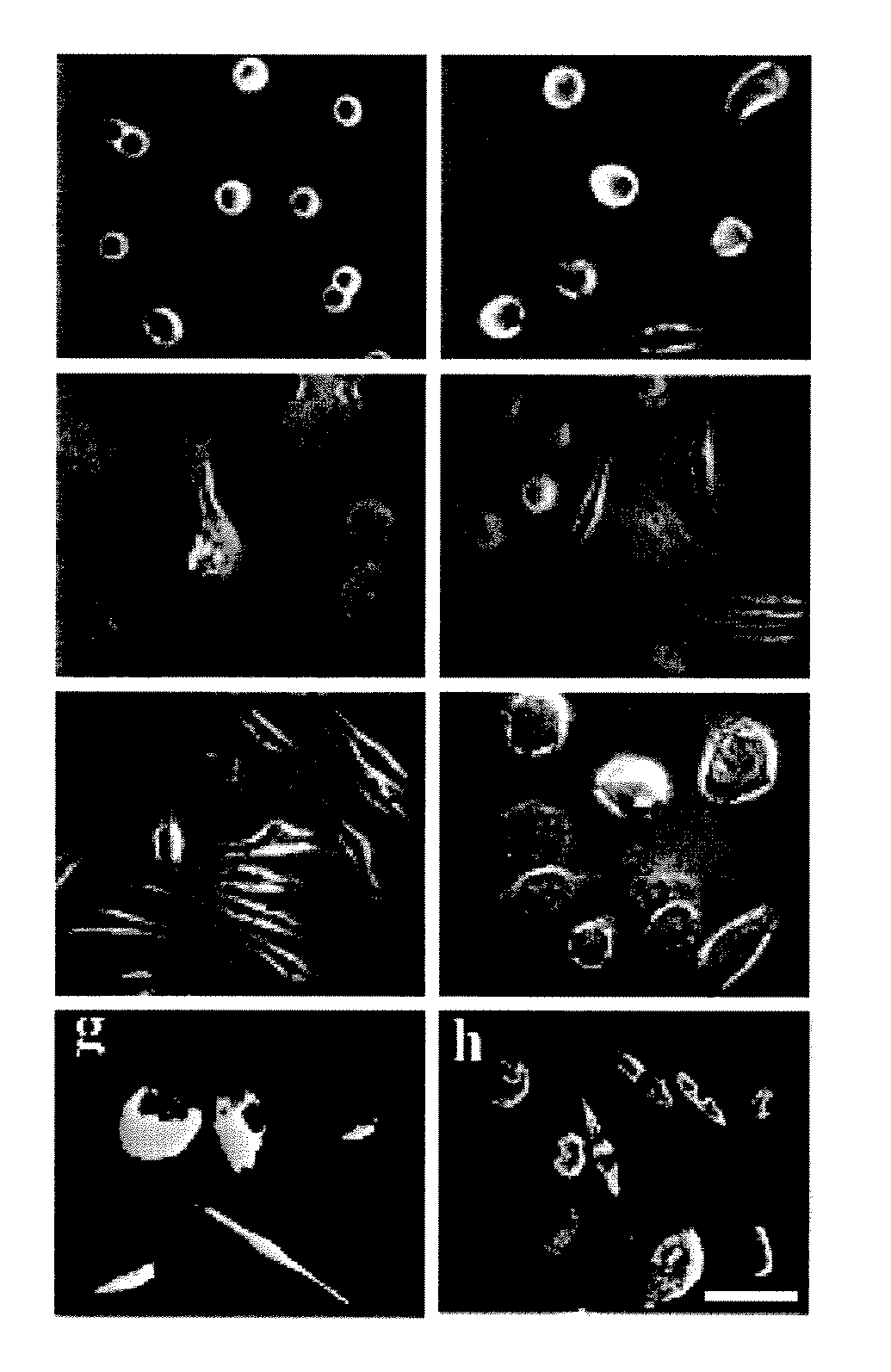 Monocyte-Derived Stem Cells (MDSC) and Methods of Use Thereof