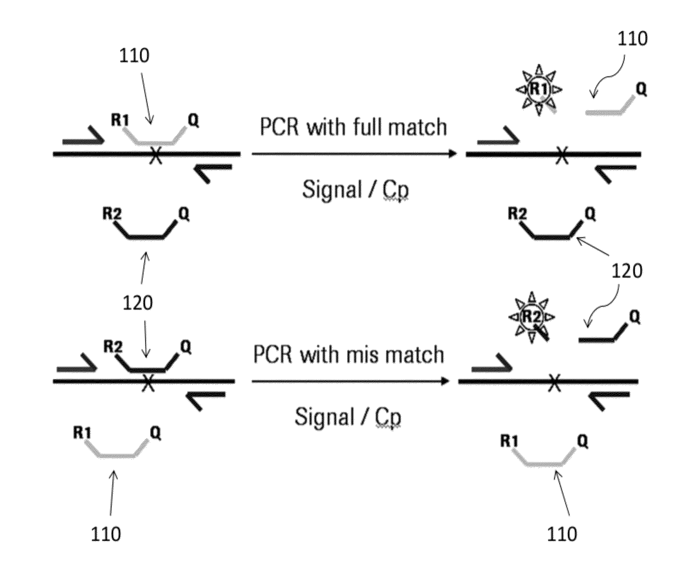 Type of universal probe for the detection of genomic variants