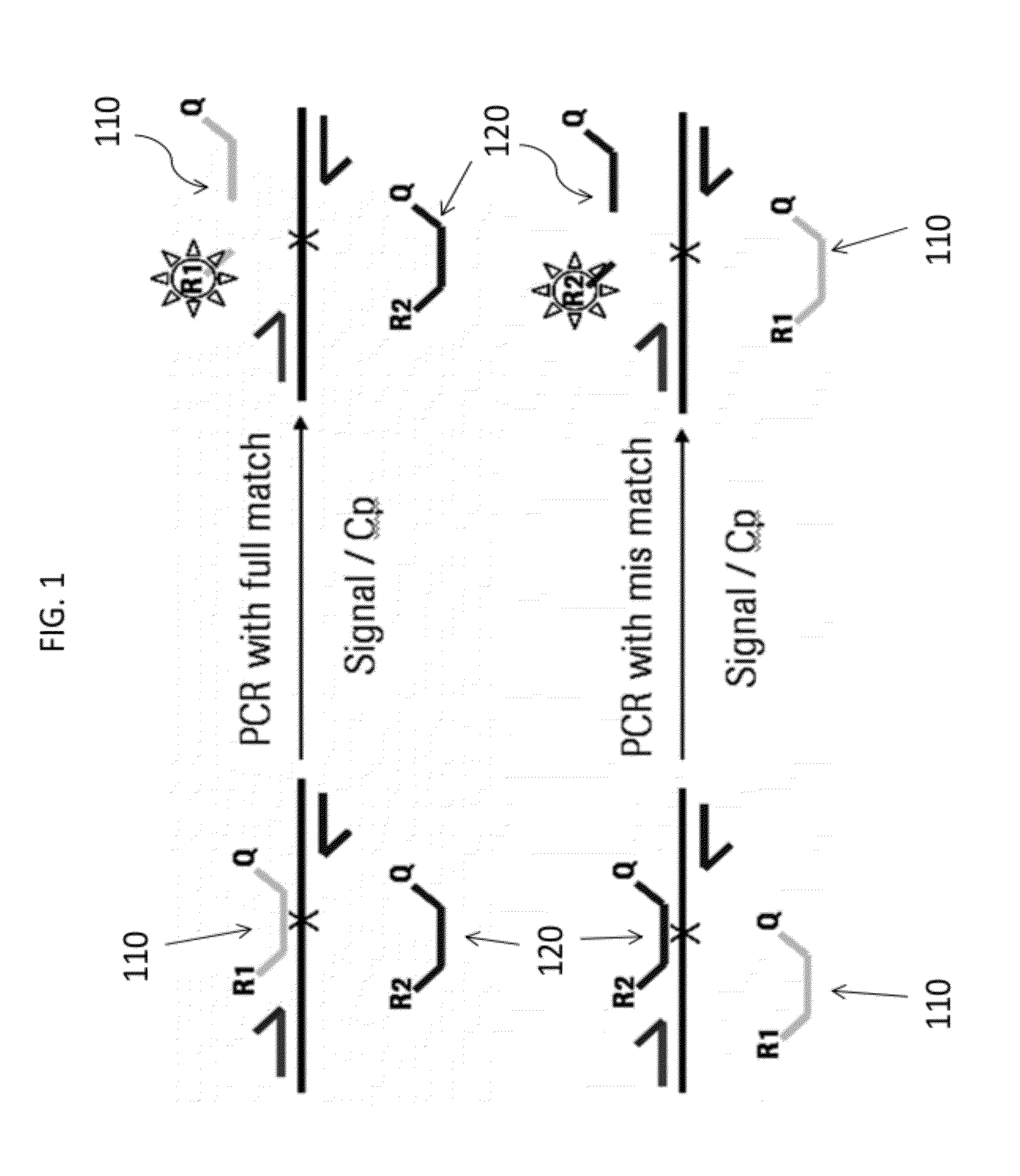 Type of universal probe for the detection of genomic variants