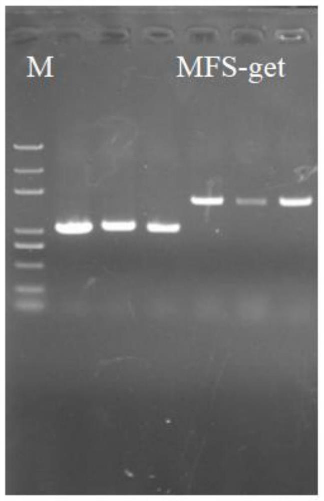 Deep sea fungus FS140 anti-gliotoxin self-protection gene mfs-get and application thereof