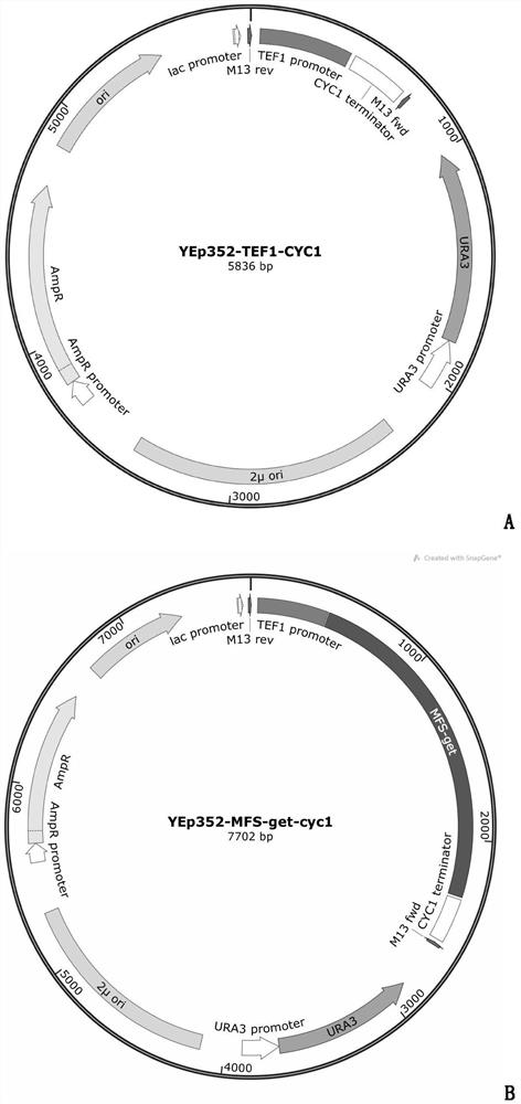 Deep sea fungus FS140 anti-gliotoxin self-protection gene mfs-get and application thereof