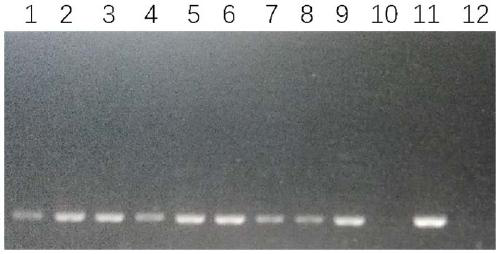 RCA method for detecting herpes simplex virus-2(HSV-2)