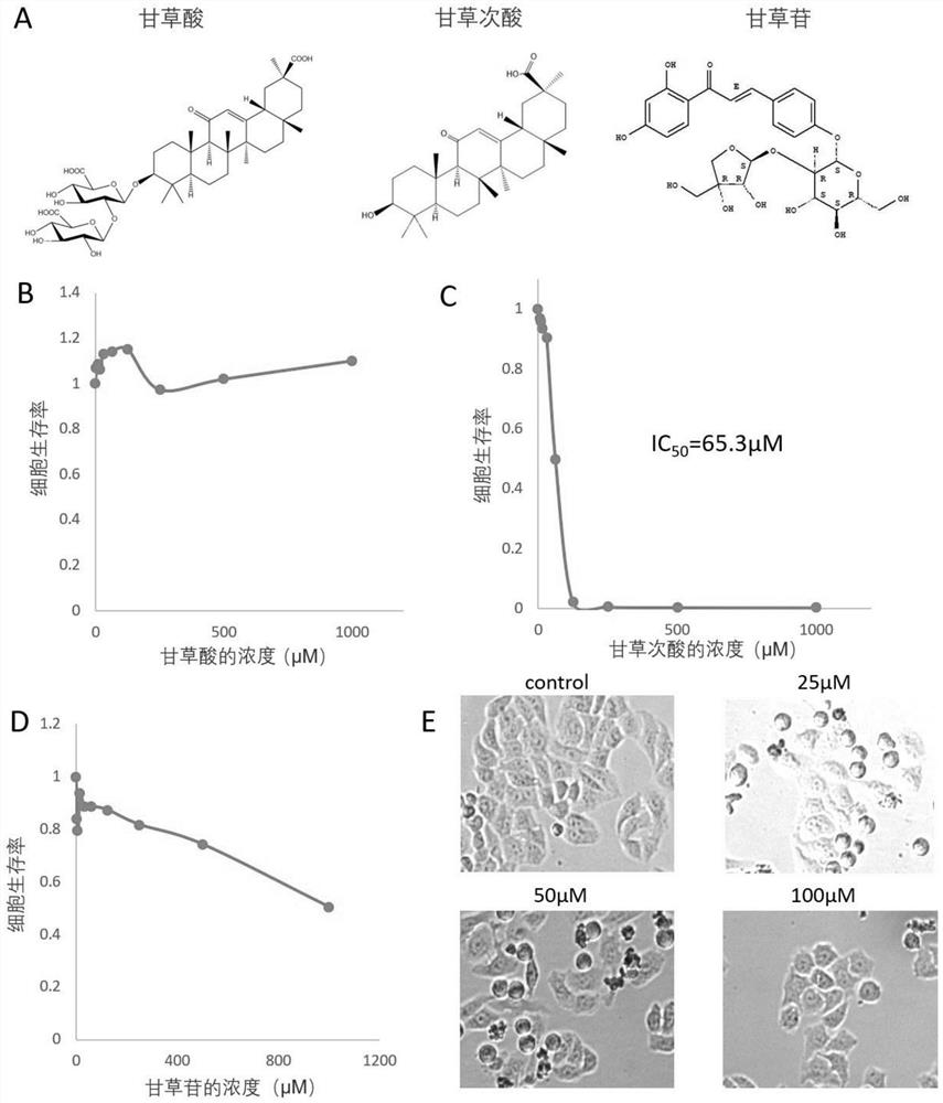 Glycyrrhetinic acid-induced hepatic cell oxidative stress and inflammatory response and application thereof