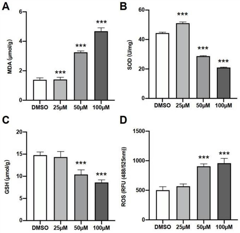 Glycyrrhetinic acid-induced hepatic cell oxidative stress and inflammatory response and application thereof