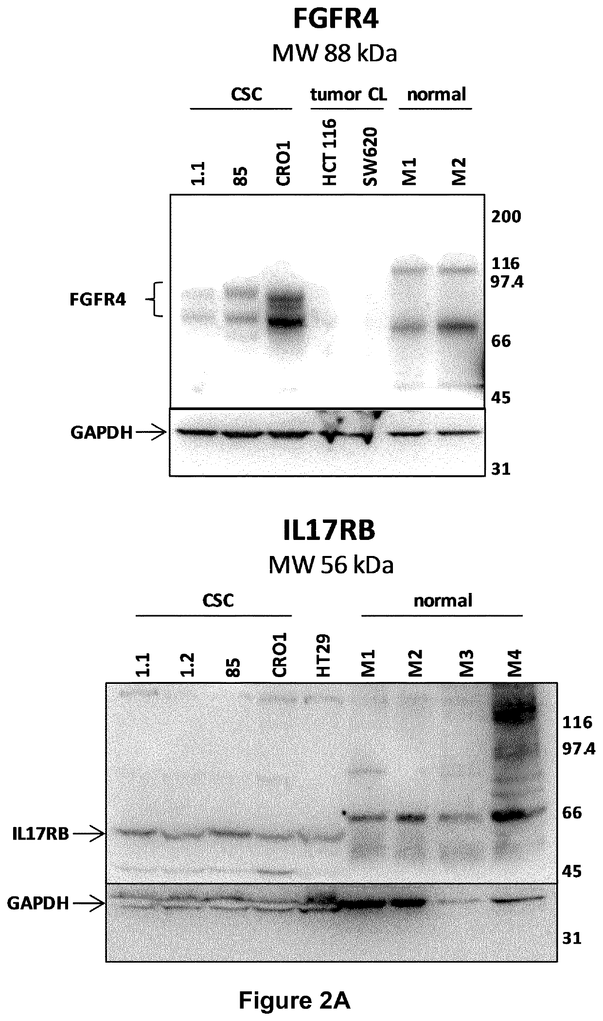 Monoclonal antibody Anti-fgfr4