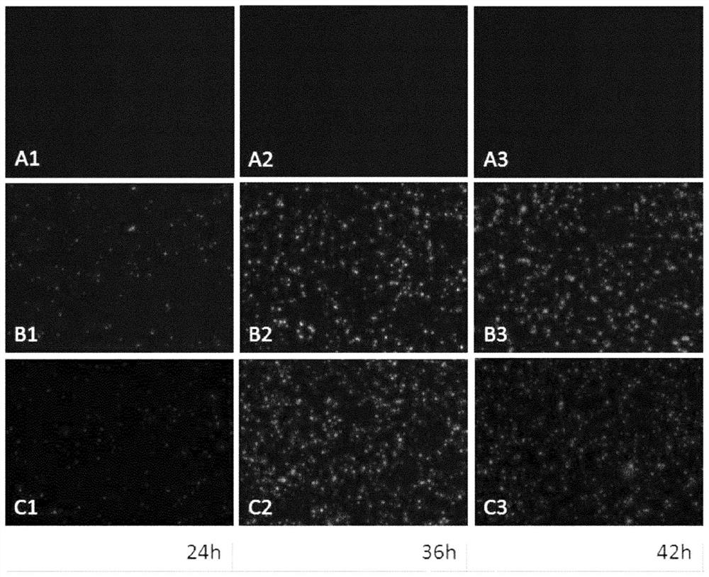 Novel mechanism to control RNA virus replication and gene expression