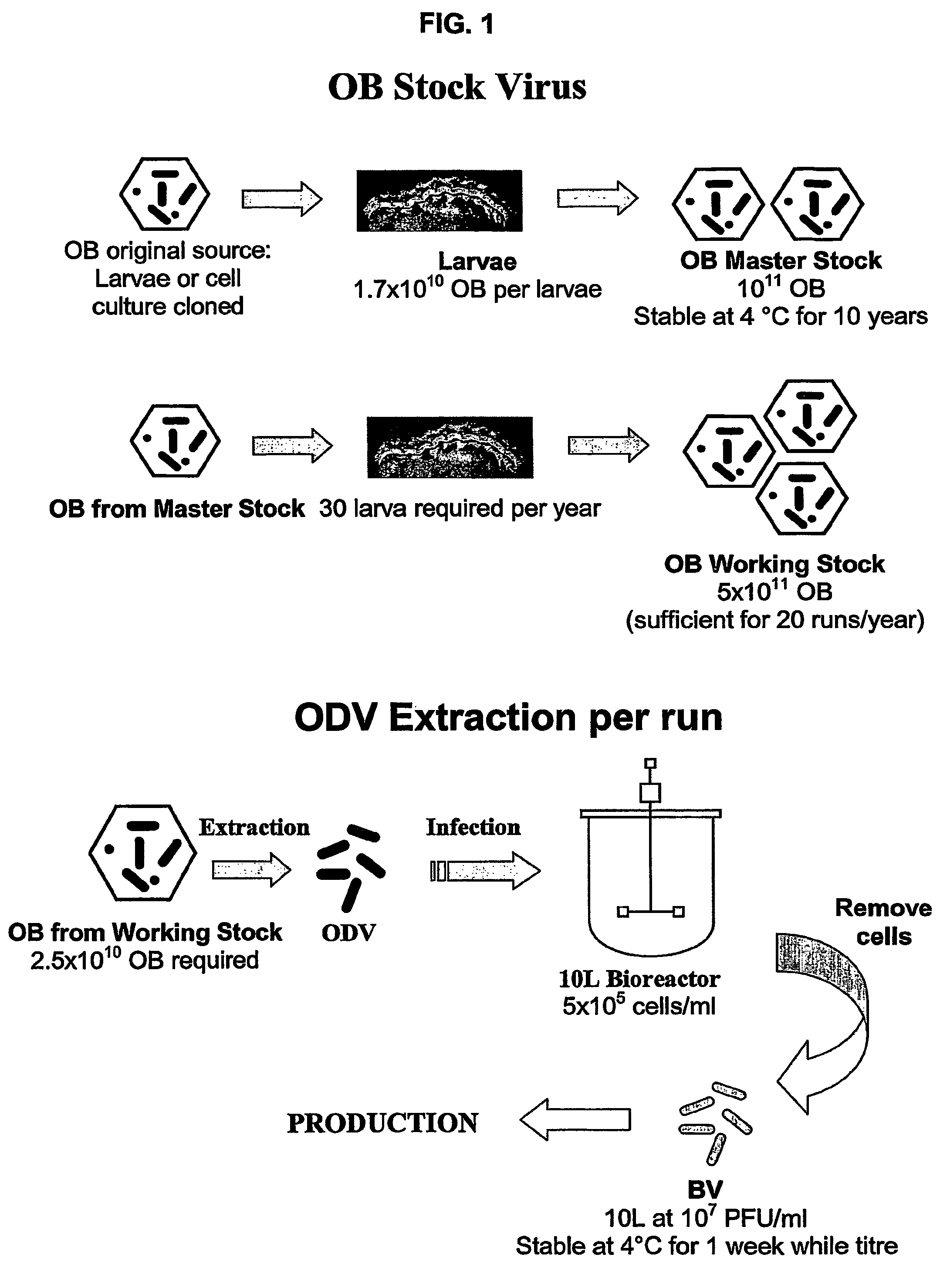 Method of producing baculovirus