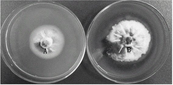 Biocontrol bacterium and application of biocontrol bacterium to preventing and controlling cotton blight and cotton greensickness