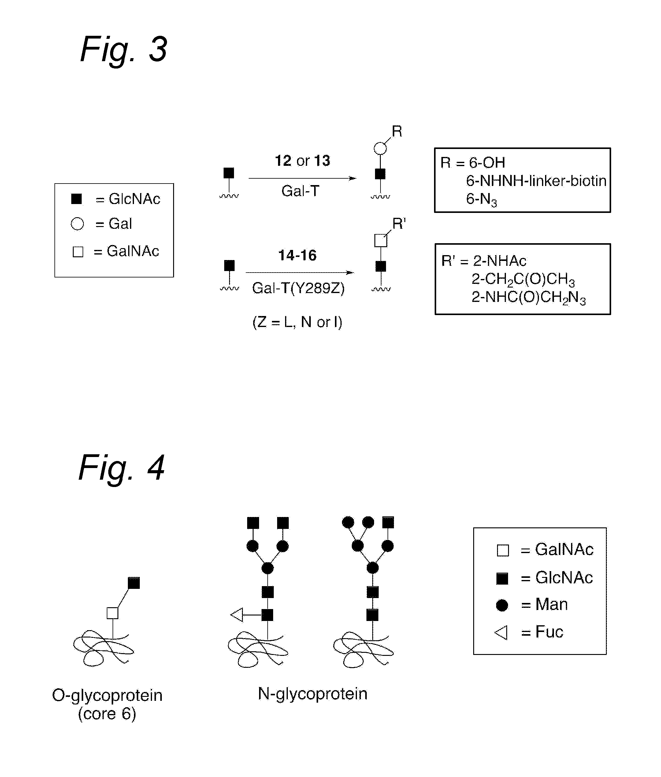 Process for the attachment of a galnac moiety comprising a (hetero)aryl group to a glcnac moiety, and product obtained thereby