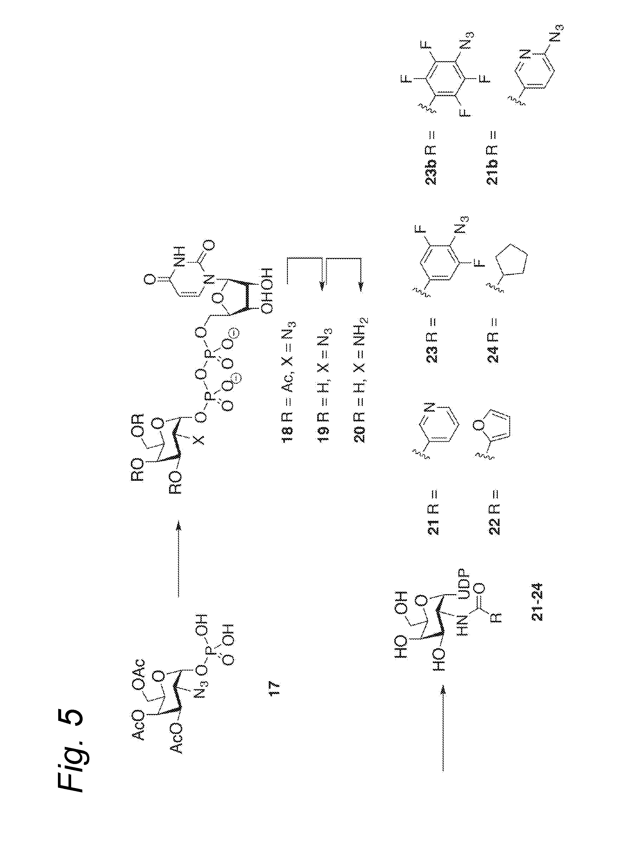 Process for the attachment of a galnac moiety comprising a (hetero)aryl group to a glcnac moiety, and product obtained thereby