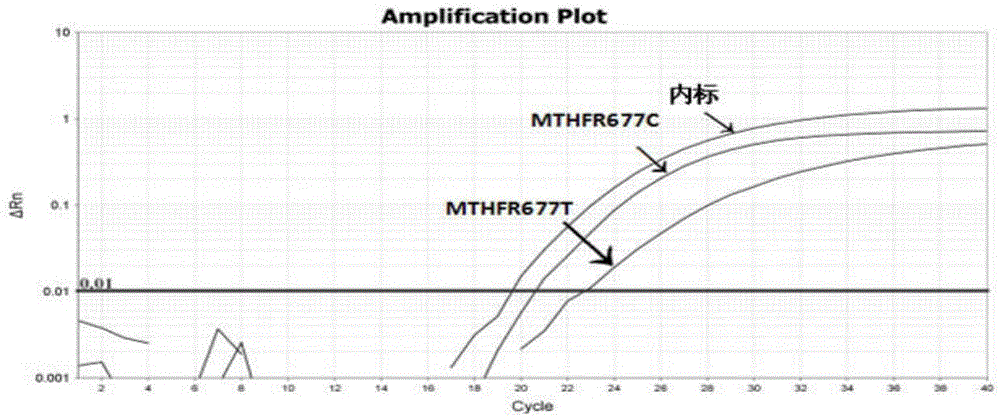 Human MTHFR and MTRR gene polymorphism detection primer, probe, test kit and method