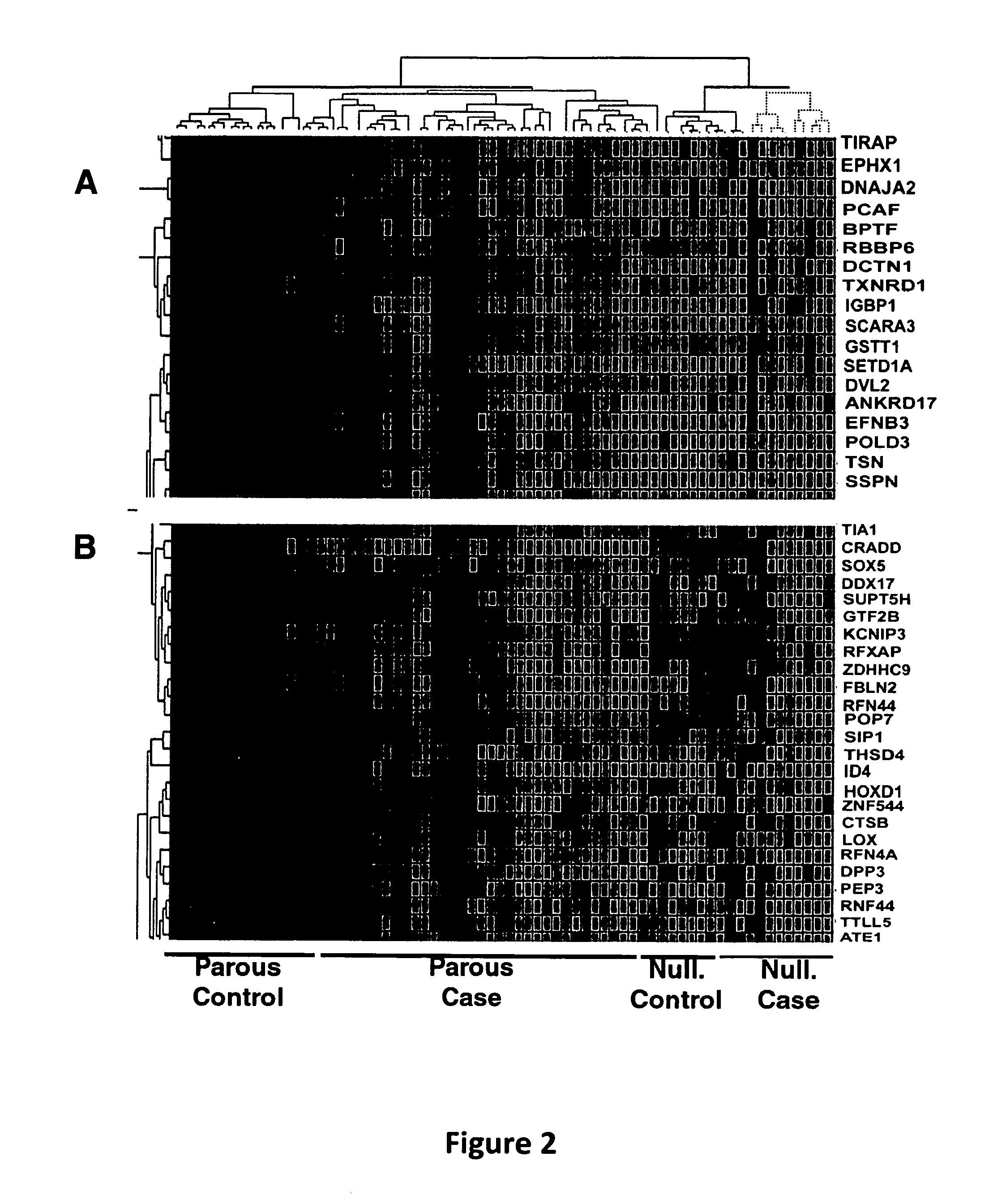 Identification and Characterization of Pregnancy-Associated Genetic Signatures and Use Thereof for Diagnosis and Treatment of Breast Cancer