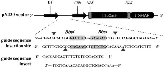 Application of ASGR1 mutant gene in preparation of humanoid low-blood-fat metabolic animal model