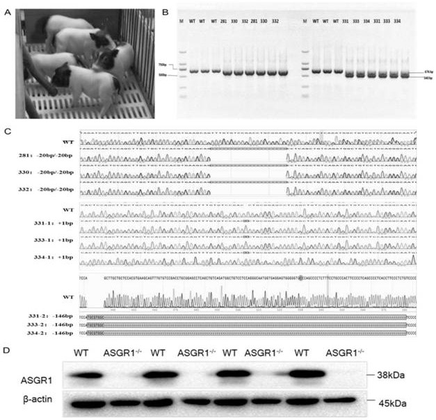 Application of ASGR1 mutant gene in preparation of humanoid low-blood-fat metabolic animal model