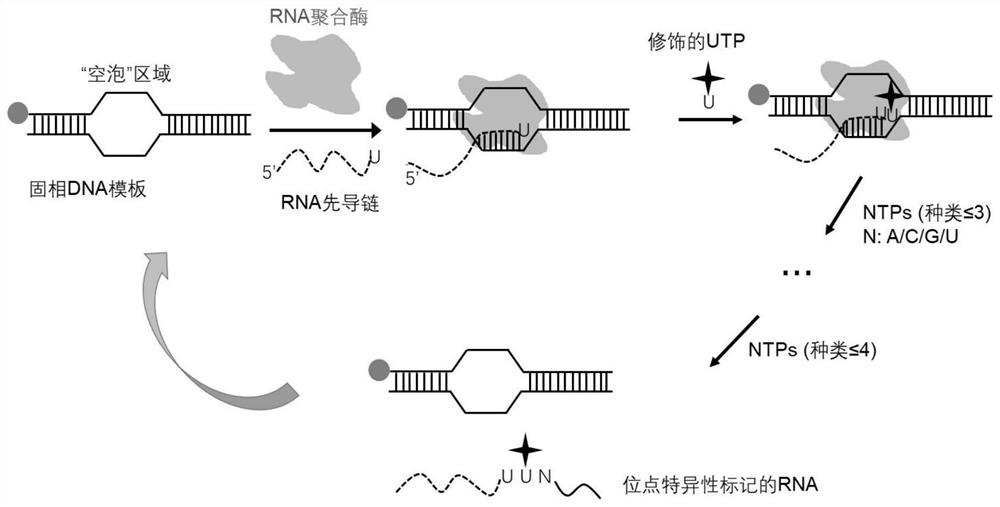 Method for marking RNA by site specificity