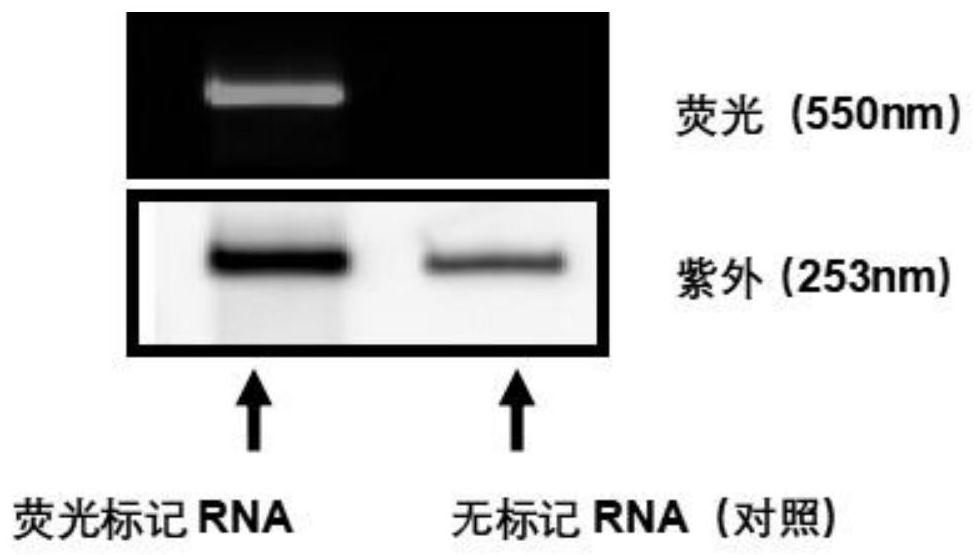 Method for marking RNA by site specificity