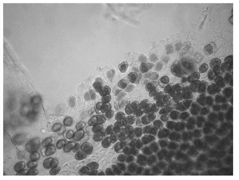 Method for rapidly and concentratedly preparing porphyra haitanensis protoplast
