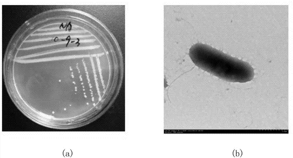 Bacillus radicicola capable of degrading pyridine as well as breeding method and application thereof