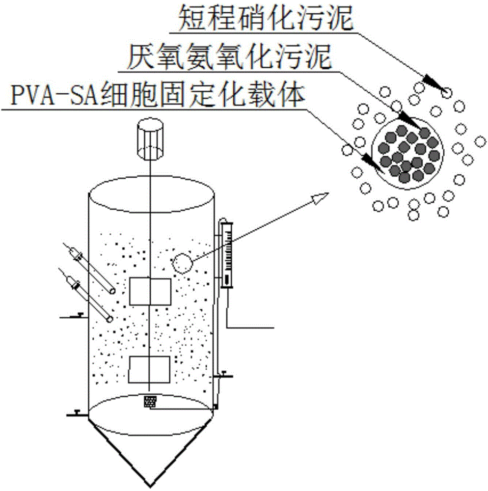 Method used for realizing whole-course autotrophic nitrogen removing via anaerobic ammonium oxidation immobilization