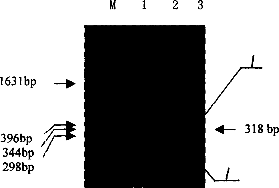 Recombined human A3 type influenza viruse stromatin and its preparation process and application thereof